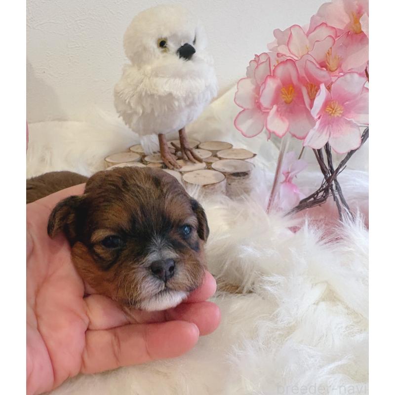 販売中の愛媛県のミックス犬-450513の5枚目