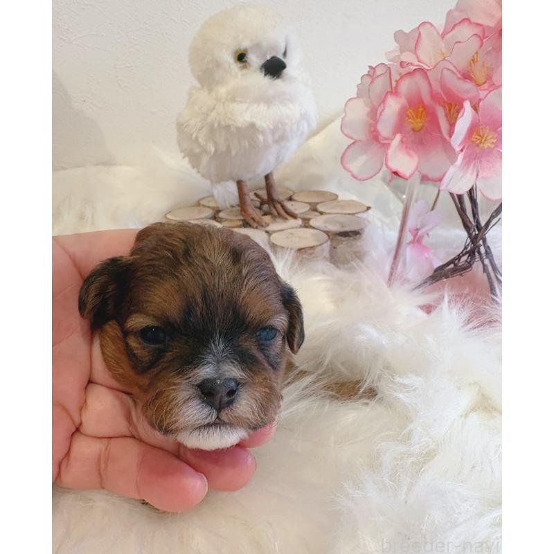 販売中の愛媛県のミックス犬-450513の3枚目