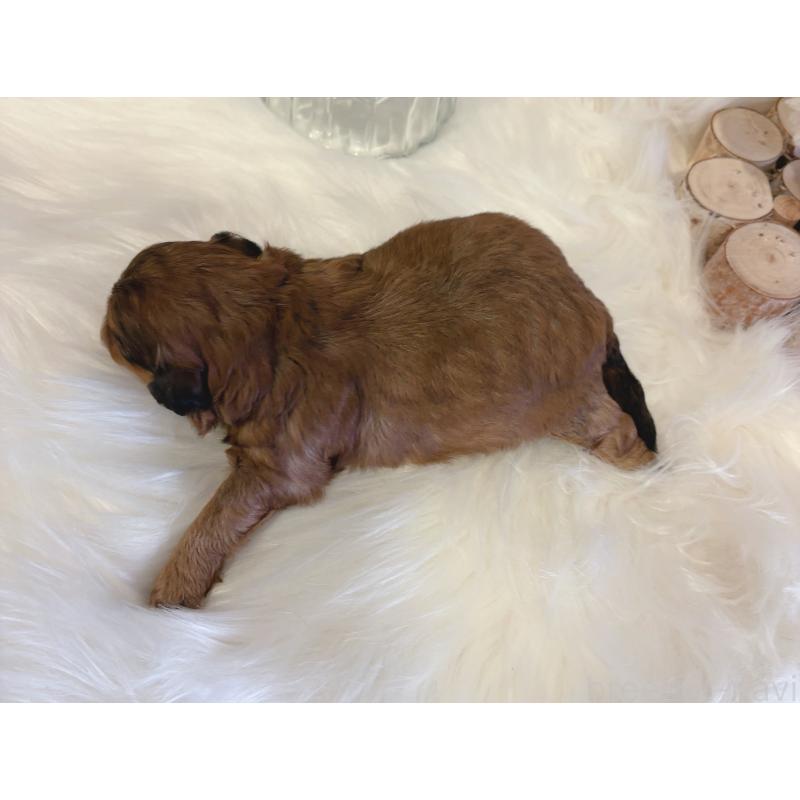 販売中の愛媛県のミックス犬-450513の2枚目