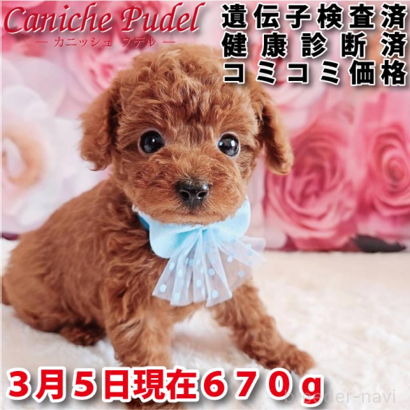 販売中の岐阜県のトイプードル-446529