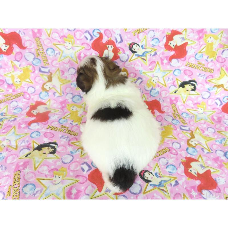 販売中の千葉県のパピヨン-450514の5枚目