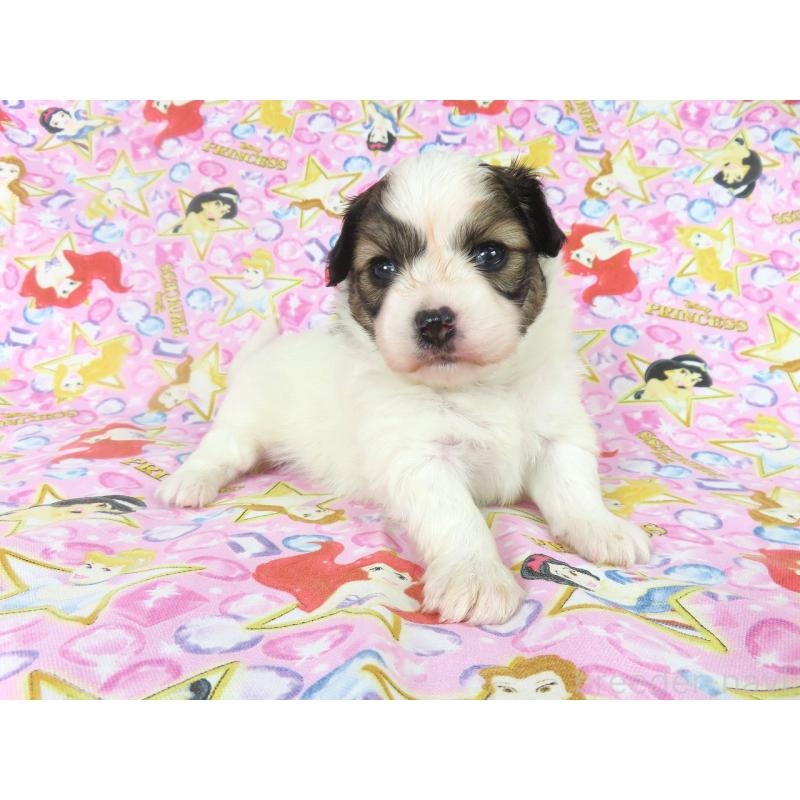 販売中の千葉県のパピヨン-450514の4枚目