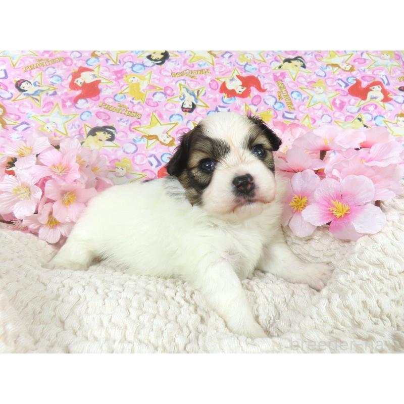 販売中の千葉県のパピヨン-450514の3枚目