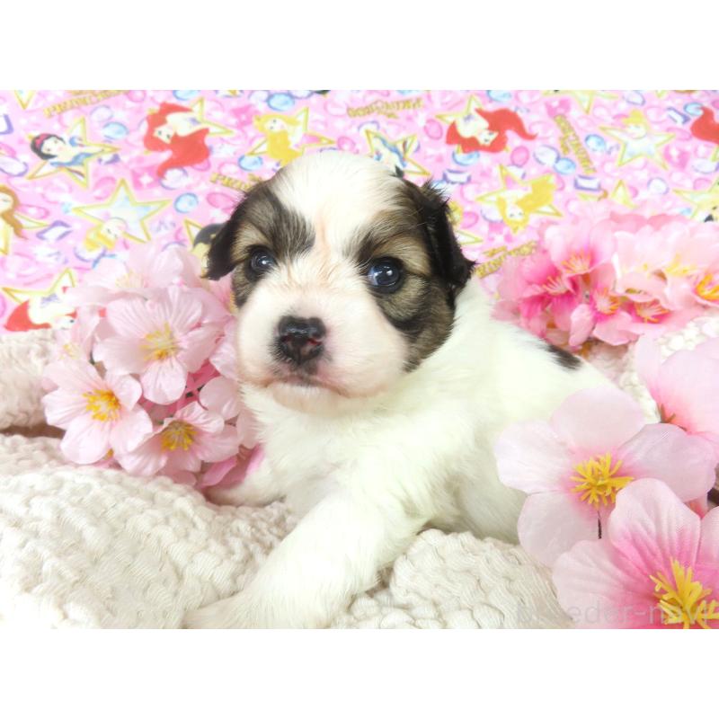 販売中の千葉県のパピヨン-450514の2枚目