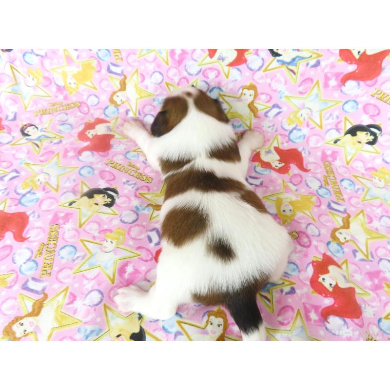 販売中の千葉県のパピヨン-450515の6枚目