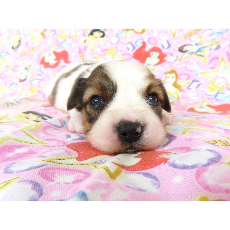 販売中の千葉県のパピヨン-450515の5枚目