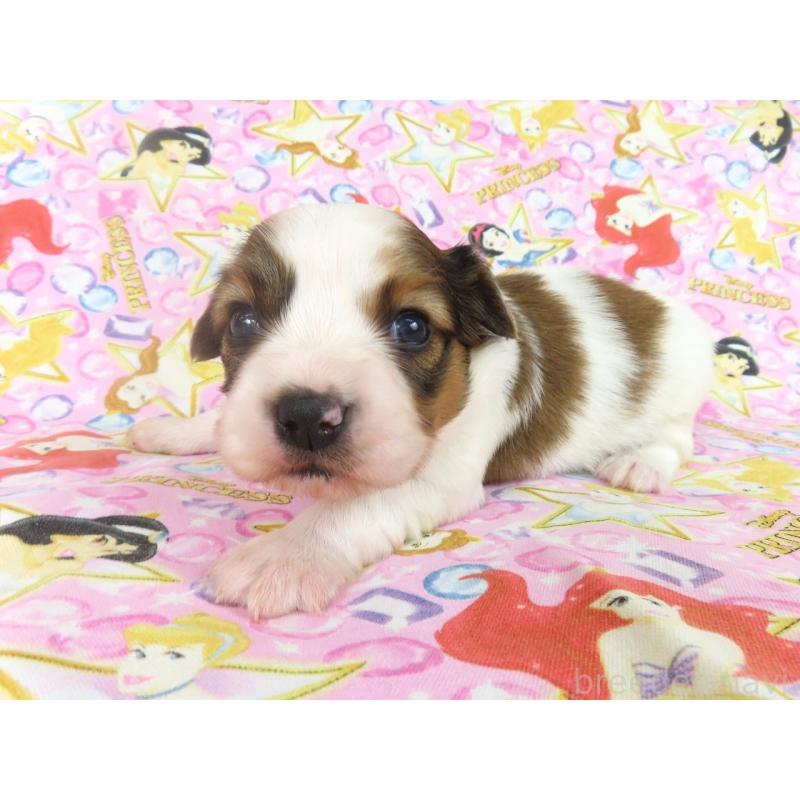 販売中の千葉県のパピヨン-450515の4枚目