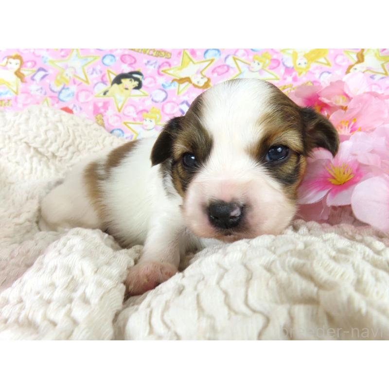 販売中の千葉県のパピヨン-450515の3枚目