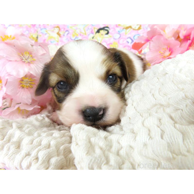 販売中の千葉県のパピヨン-450515の2枚目