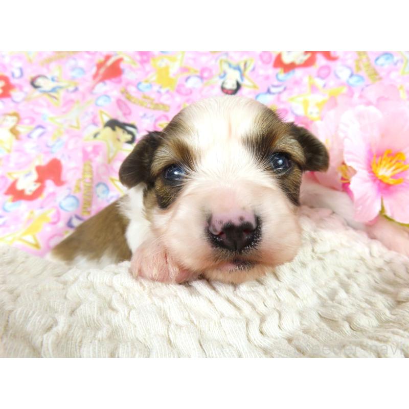 販売中の千葉県のパピヨン-450516の4枚目