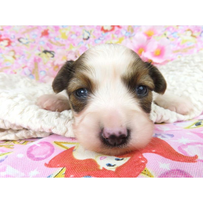 販売中の千葉県のパピヨン-450516の3枚目