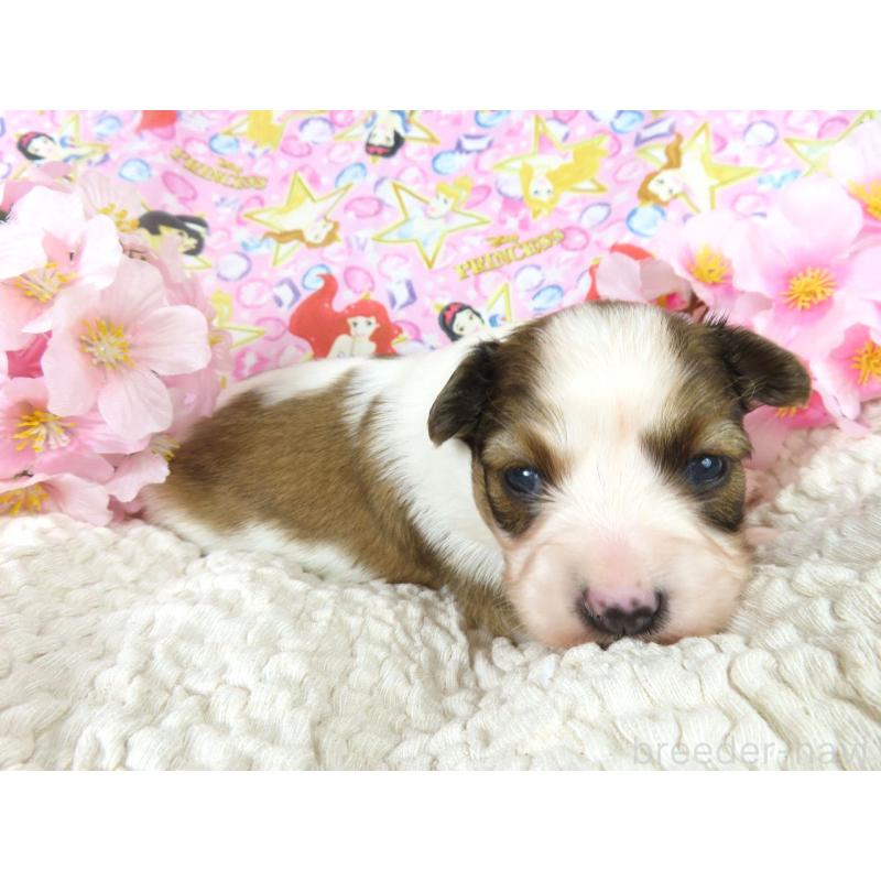 販売中の千葉県のパピヨン-450516の2枚目