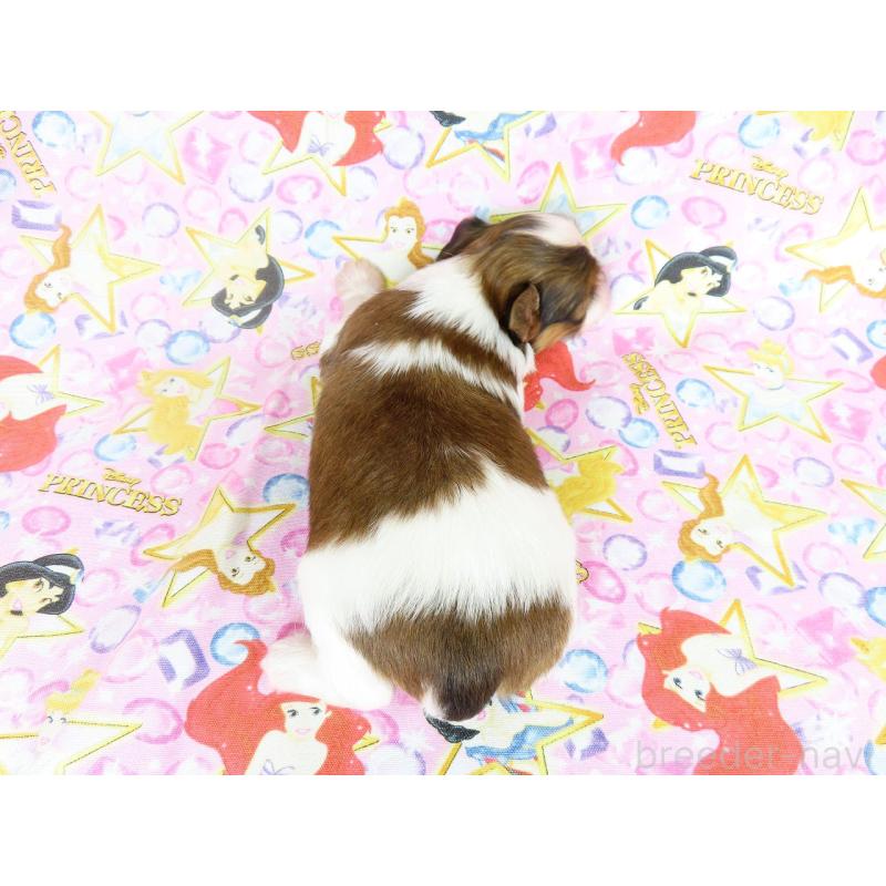 販売中の千葉県のパピヨン-450517の5枚目