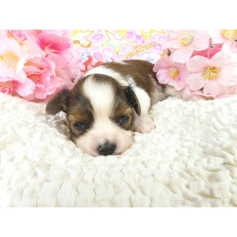 販売中の千葉県のパピヨン-450517の4枚目