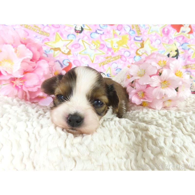 販売中の千葉県のパピヨン-450517の3枚目