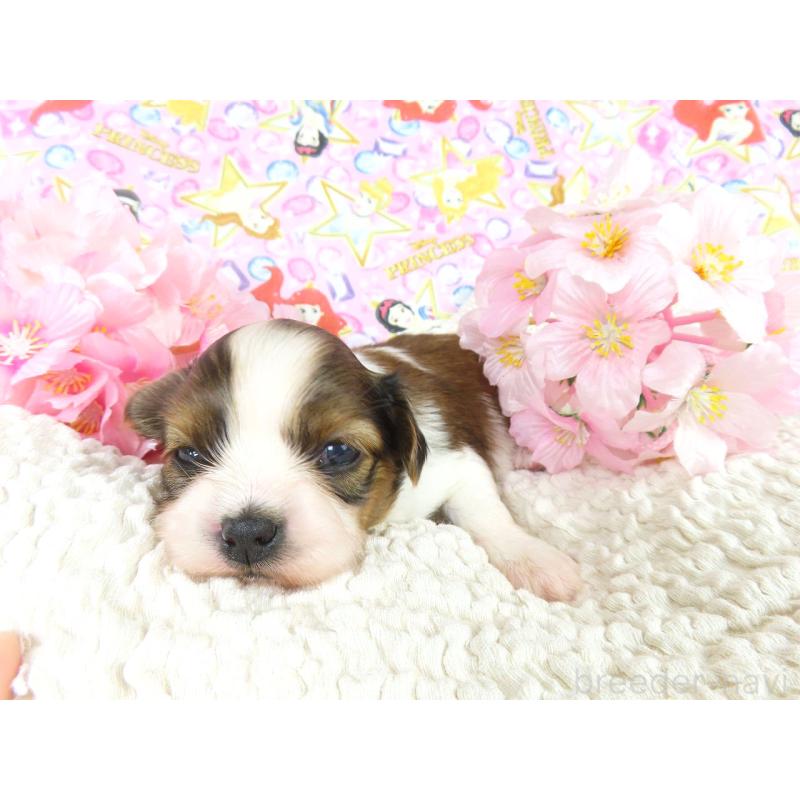 販売中の千葉県のパピヨン-450517の2枚目