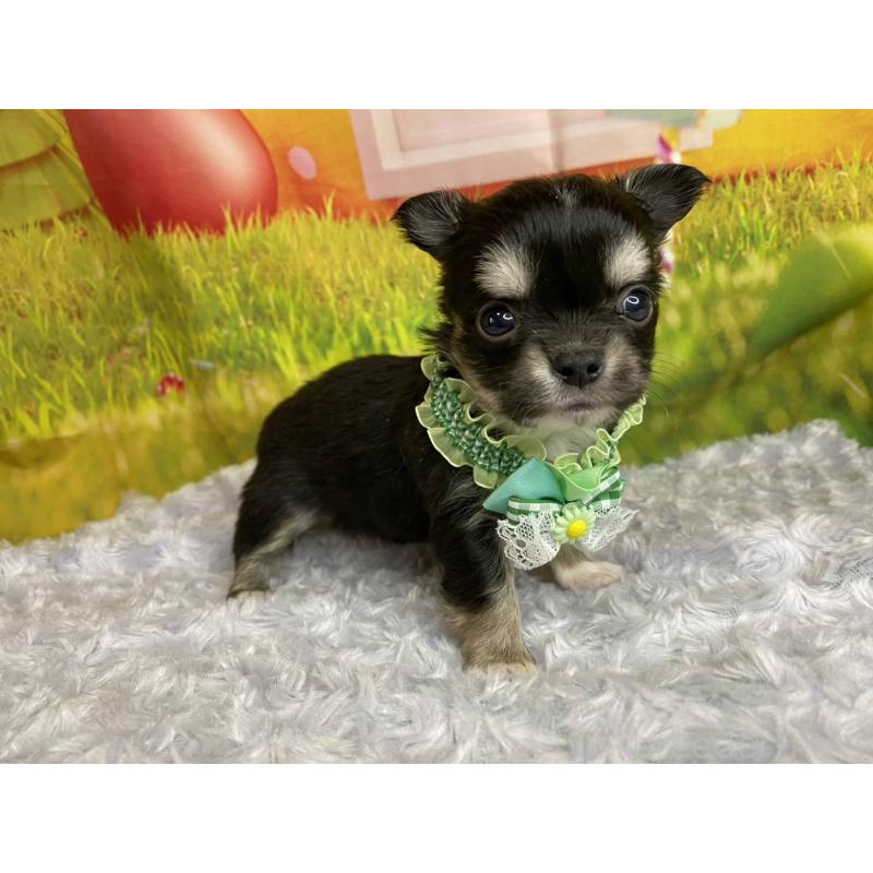 販売中の神奈川県のチワワ(ロングコート)-448260