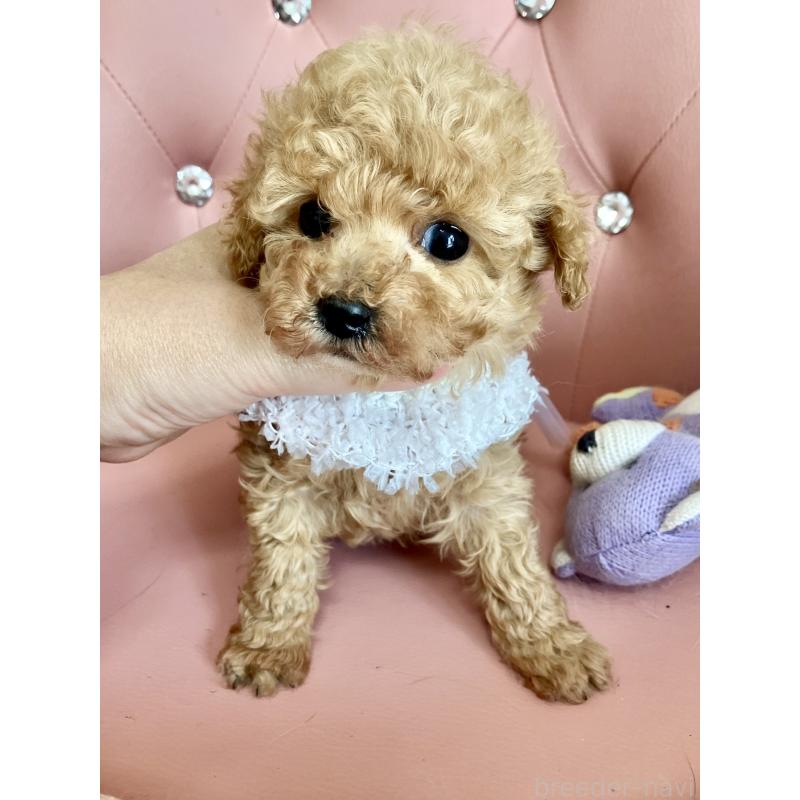 販売中の宮城県のティーカッププードル-445603の2枚目