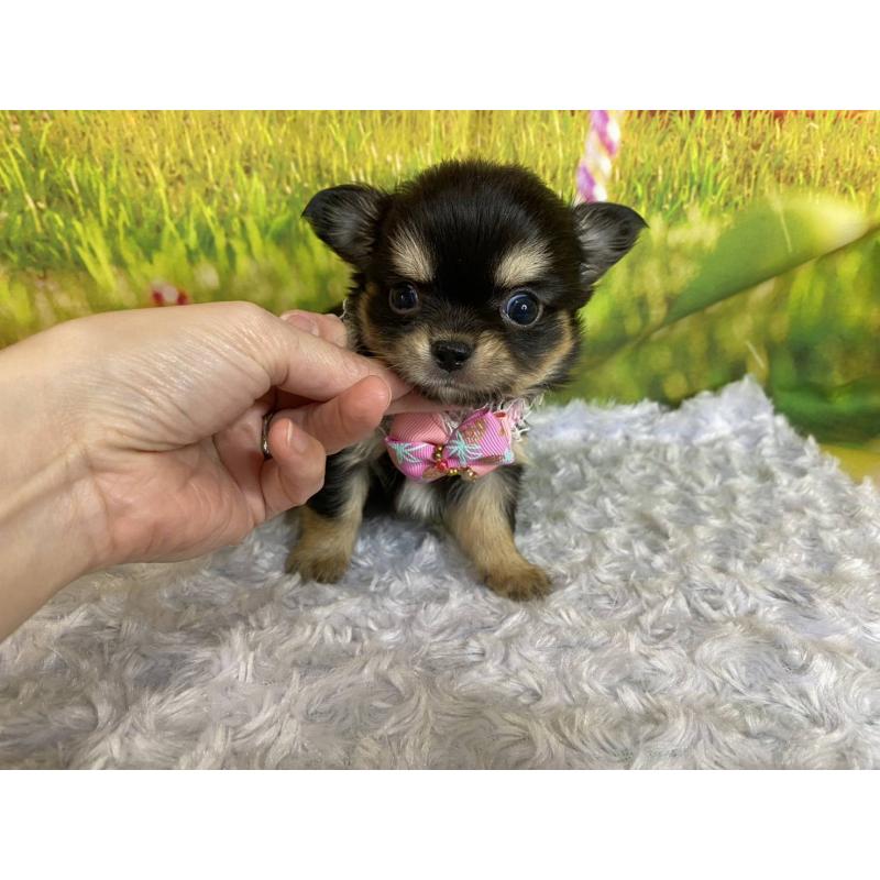 販売中の神奈川県のチワワ(ロングコート)-448269