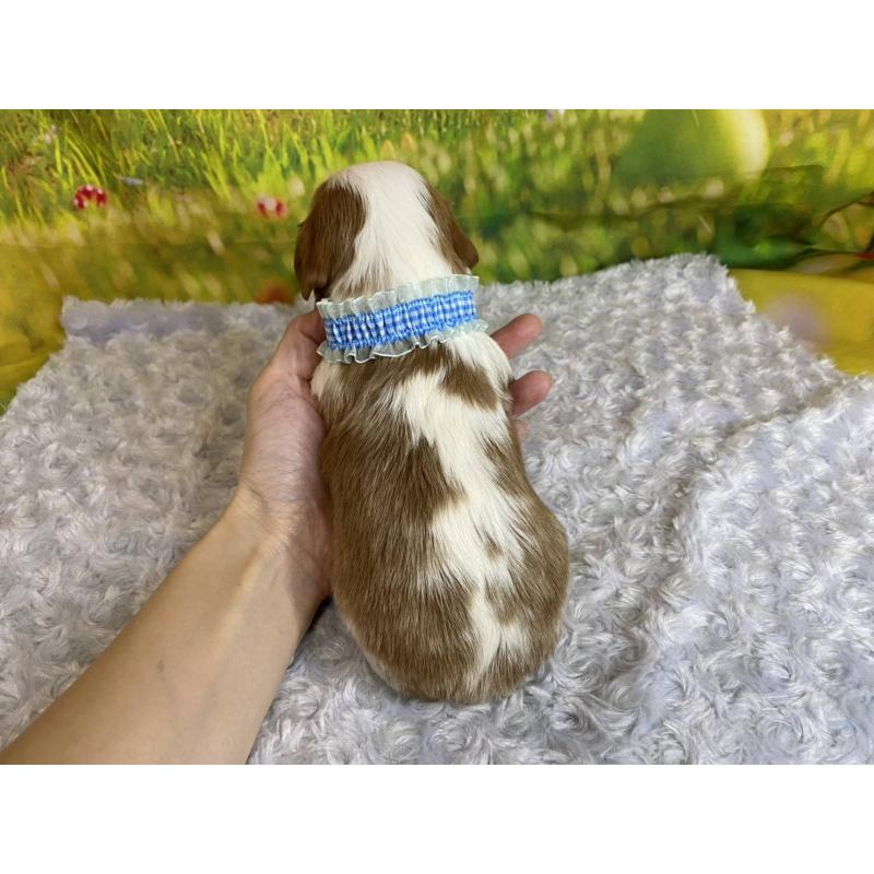 販売中の神奈川県のキャバリアキングチャールズスパニエル-450518の5枚目