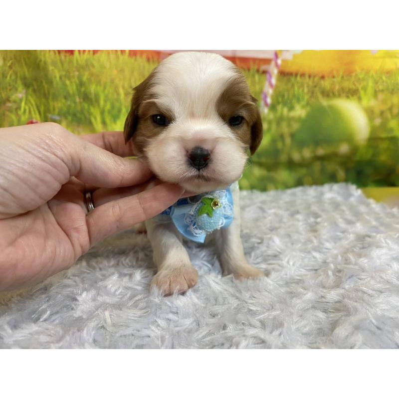 販売中の神奈川県のキャバリアキングチャールズスパニエル-450518の4枚目