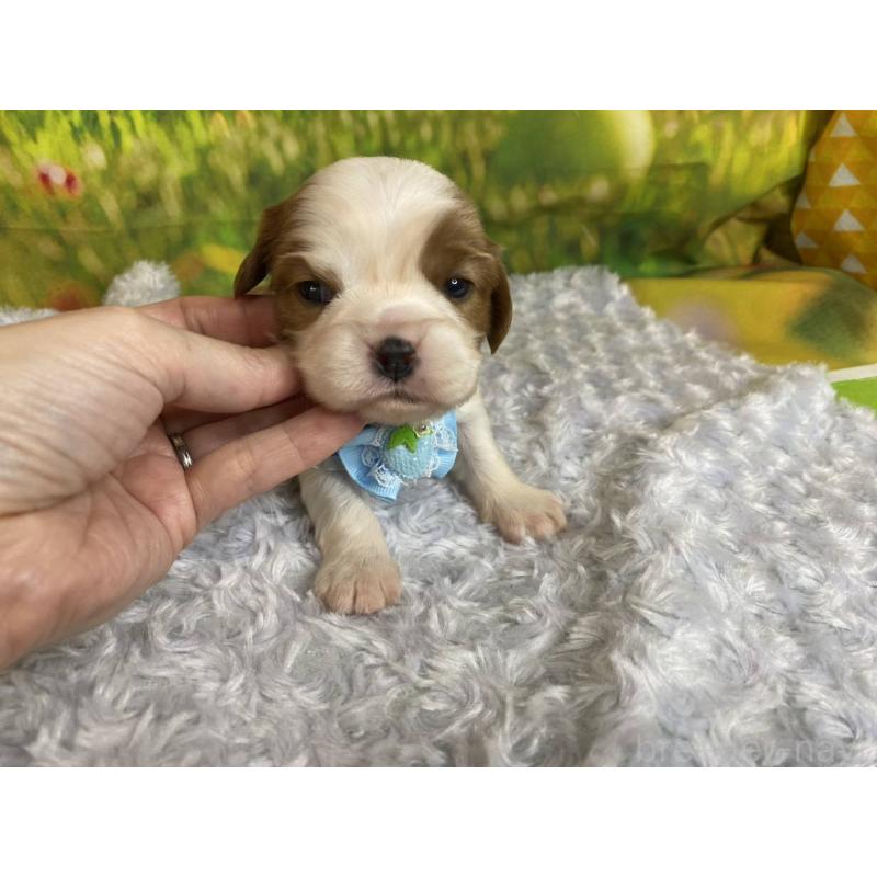 販売中の神奈川県のキャバリアキングチャールズスパニエル-450518の1枚目