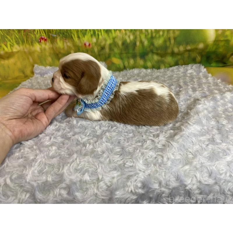 販売中の神奈川県のキャバリアキングチャールズスパニエル-450518の3枚目