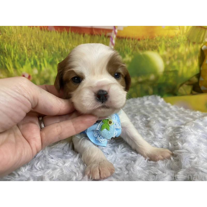 販売中の神奈川県のキャバリアキングチャールズスパニエル-450518の2枚目