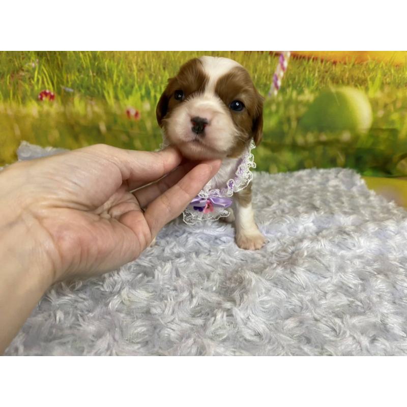 販売中の神奈川県のキャバリアキングチャールズスパニエル-450519の5枚目