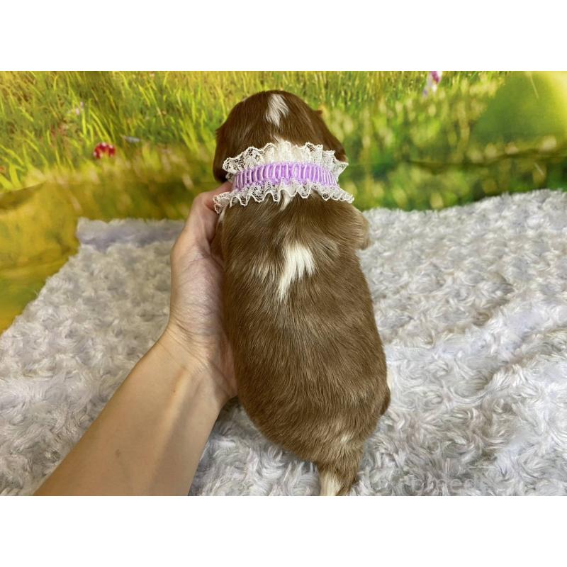 販売中の神奈川県のキャバリアキングチャールズスパニエル-450519の4枚目