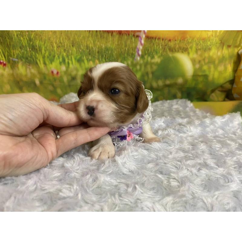 販売中の神奈川県のキャバリアキングチャールズスパニエル-450519の3枚目