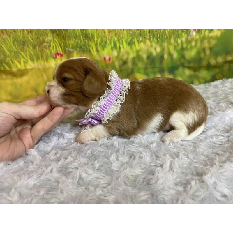 販売中の神奈川県のキャバリアキングチャールズスパニエル-450519の2枚目