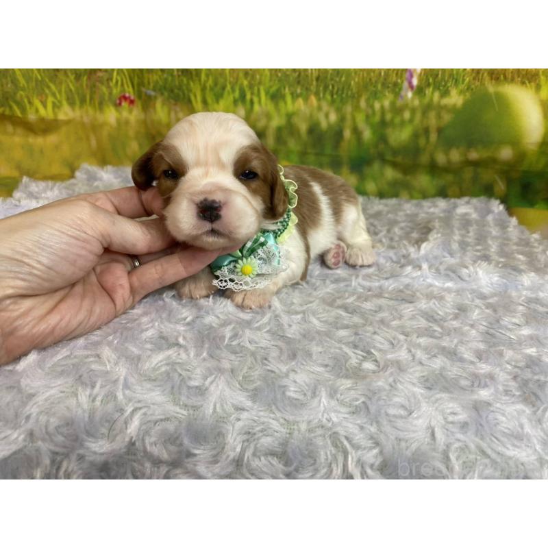 販売中の神奈川県のキャバリアキングチャールズスパニエル-450520の4枚目