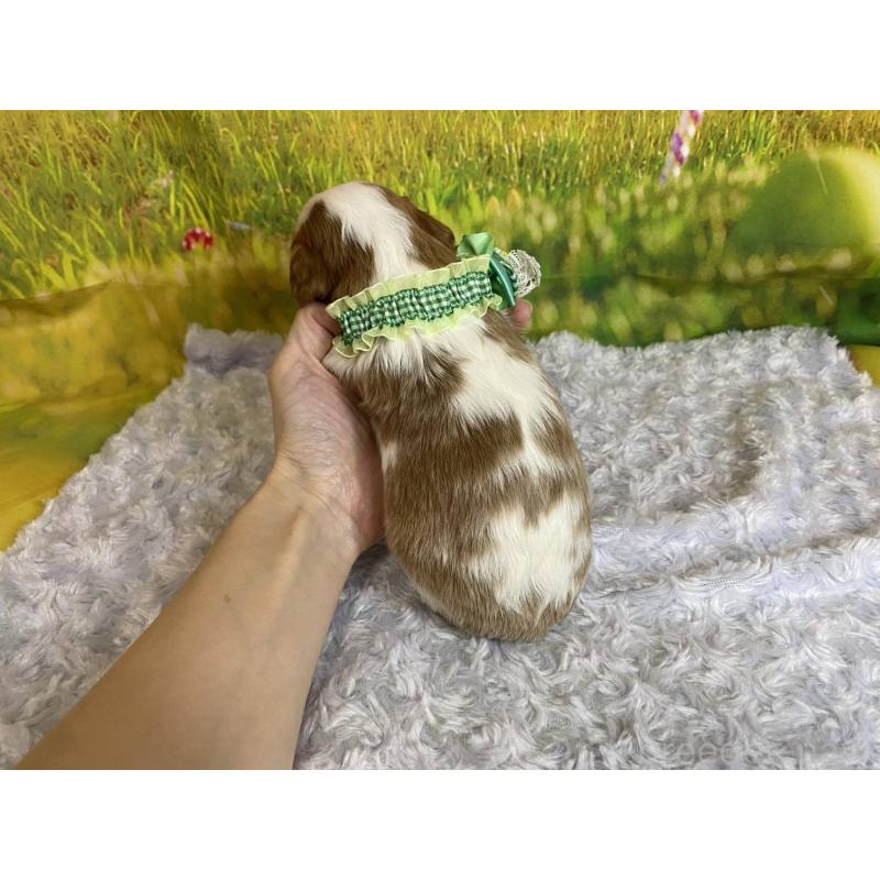 販売中の神奈川県のキャバリアキングチャールズスパニエル-450520の3枚目