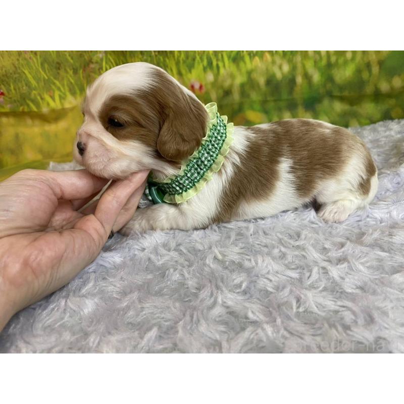 販売中の神奈川県のキャバリアキングチャールズスパニエル-450520の2枚目