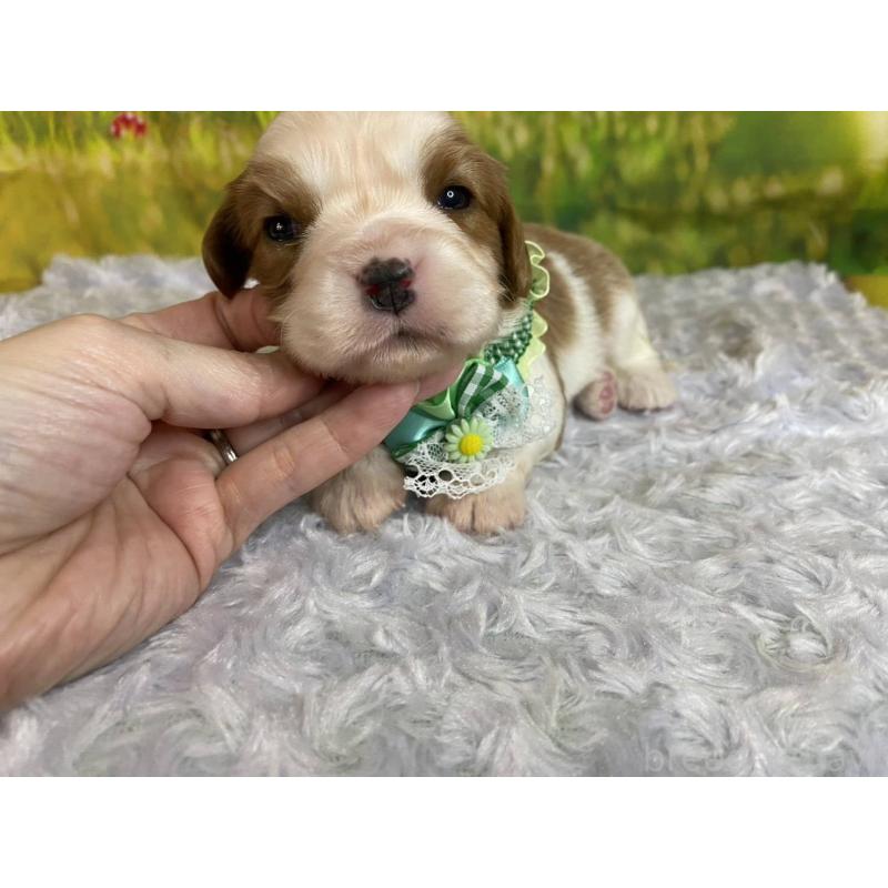 販売中の神奈川県のキャバリアキングチャールズスパニエル-450520