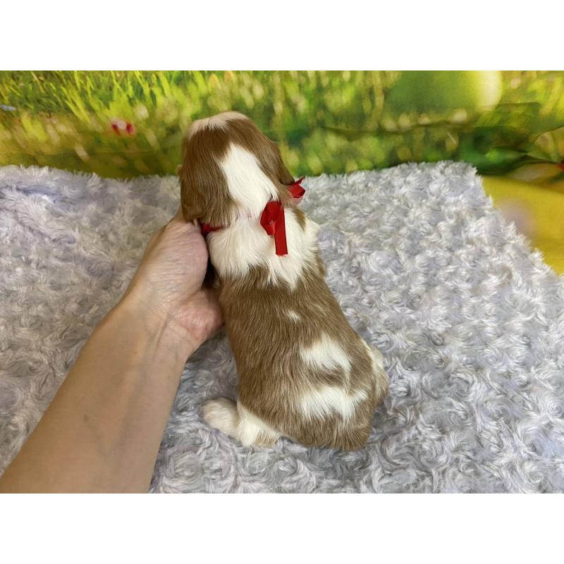 販売中の神奈川県のキャバリアキングチャールズスパニエル-450523の4枚目