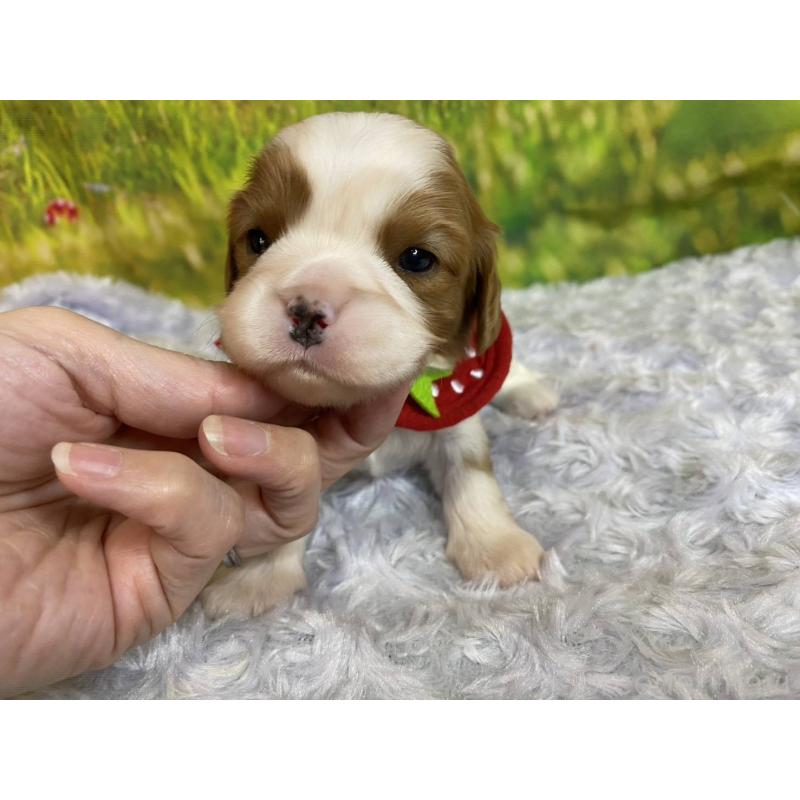 販売中の神奈川県のキャバリアキングチャールズスパニエル-450523の3枚目
