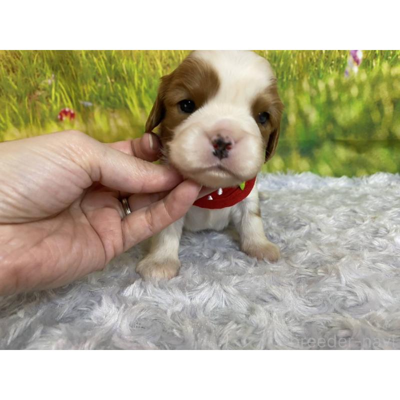 販売中の神奈川県のキャバリアキングチャールズスパニエル-450523の2枚目