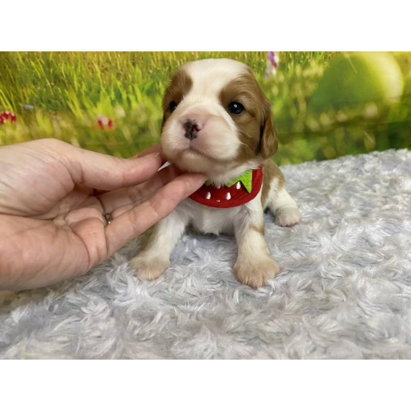 販売中の神奈川県のキャバリアキングチャールズスパニエル-450523