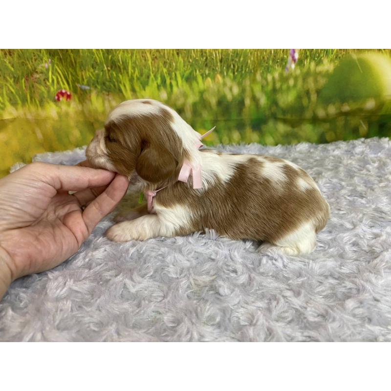 販売中の神奈川県のキャバリアキングチャールズスパニエル-450525の5枚目