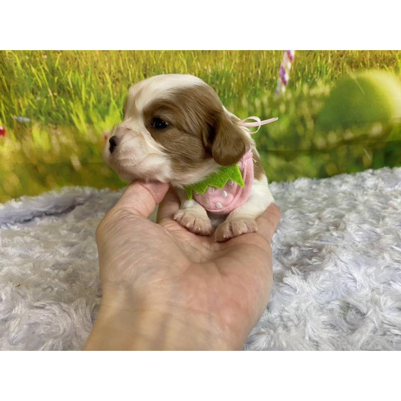 販売中の神奈川県のキャバリアキングチャールズスパニエル-450525の2枚目