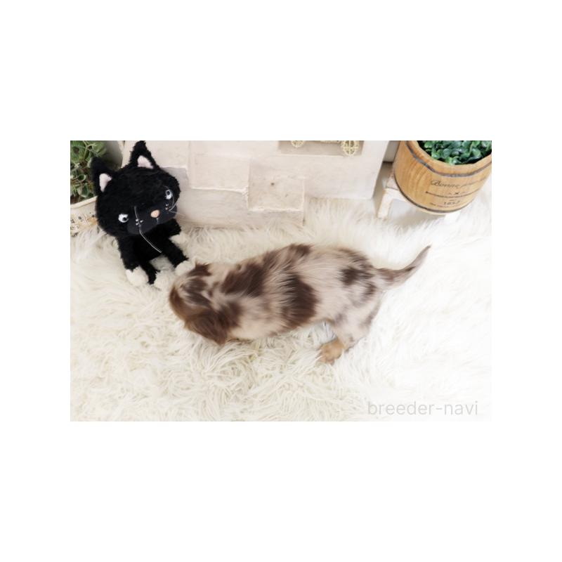 販売中の佐賀県のミニチュアダックスフンド(ロングヘアード)-450530の2枚目