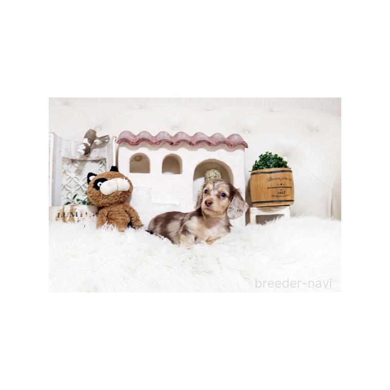 販売中の佐賀県のミニチュアダックスフンド(ロングヘアード)-450531の5枚目