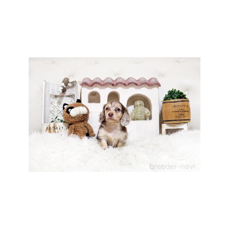 販売中の佐賀県のミニチュアダックスフンド(ロングヘアード)-450531の4枚目