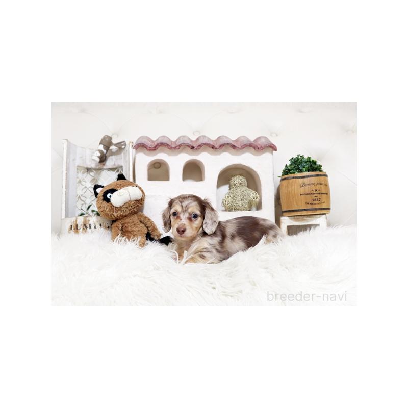 販売中の佐賀県のミニチュアダックスフンド(ロングヘアード)-450531の3枚目