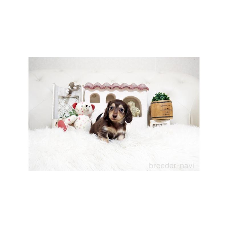 販売中の佐賀県のミニチュアダックスフンド(ロングヘアード)-450532の5枚目