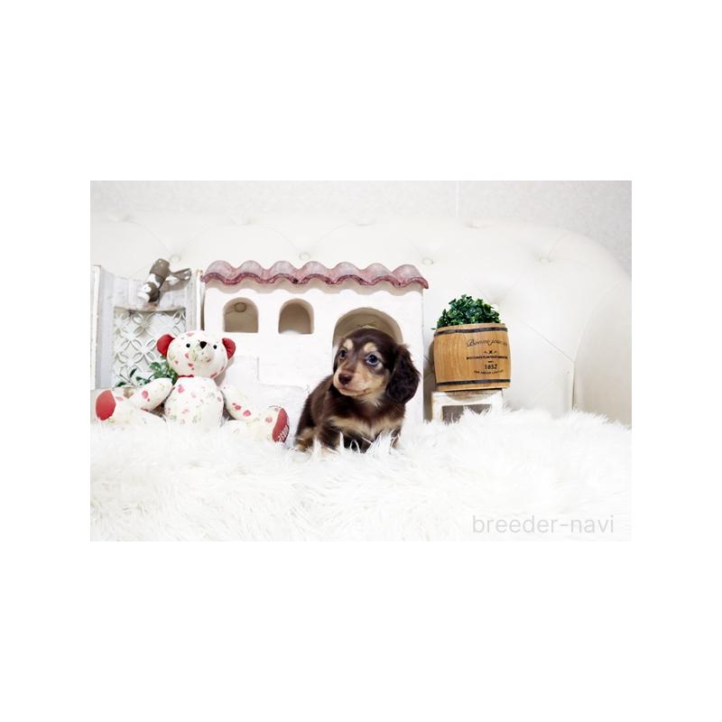 販売中の佐賀県のミニチュアダックスフンド(ロングヘアード)-450532の4枚目