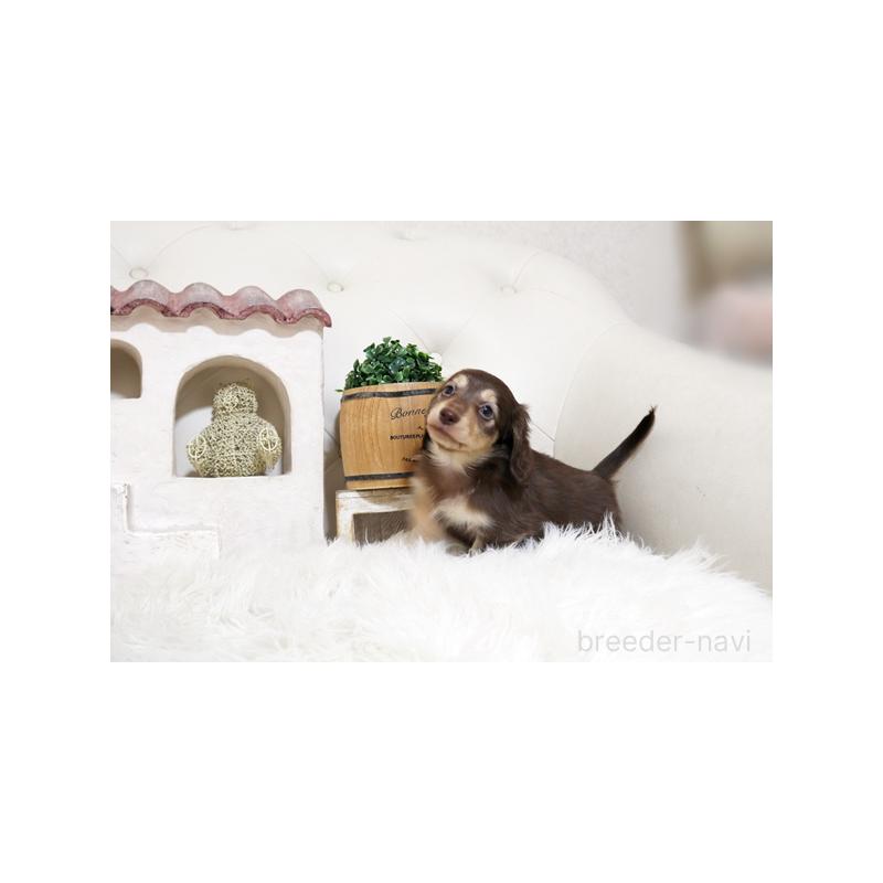 販売中の佐賀県のミニチュアダックスフンド(ロングヘアード)-450532の2枚目