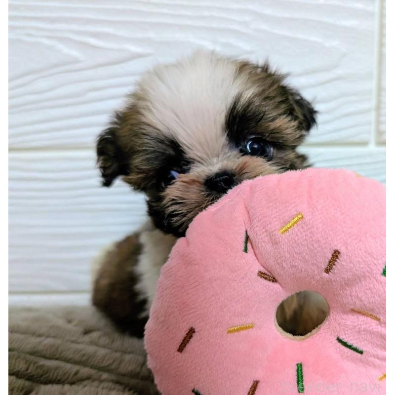 販売中の宮崎県のシーズー-450535の1枚目